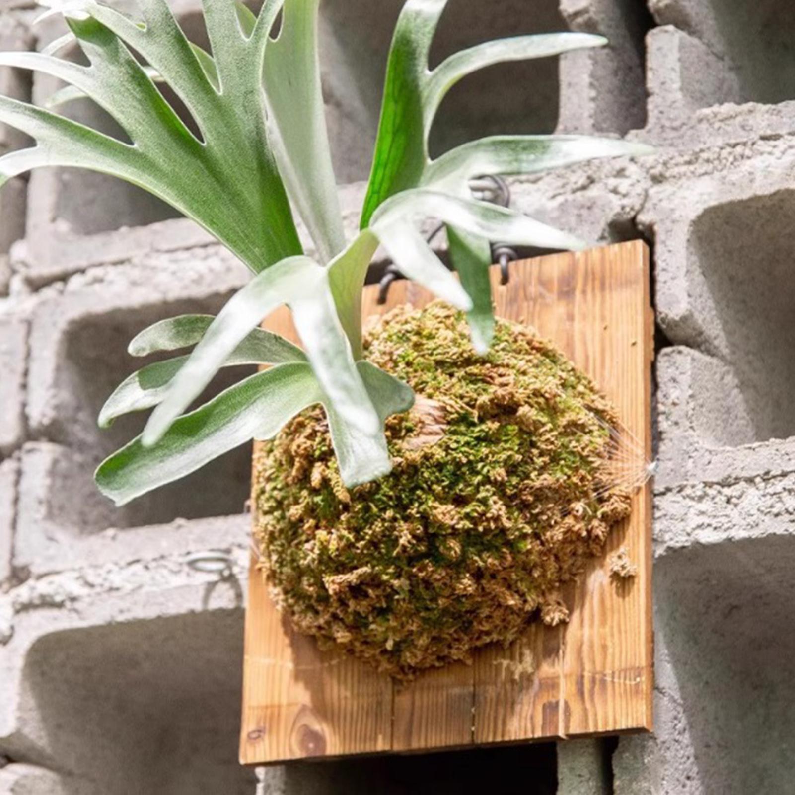 Plant Parents - 1Pcs Indoor Wood Staghorn Fern Hanging