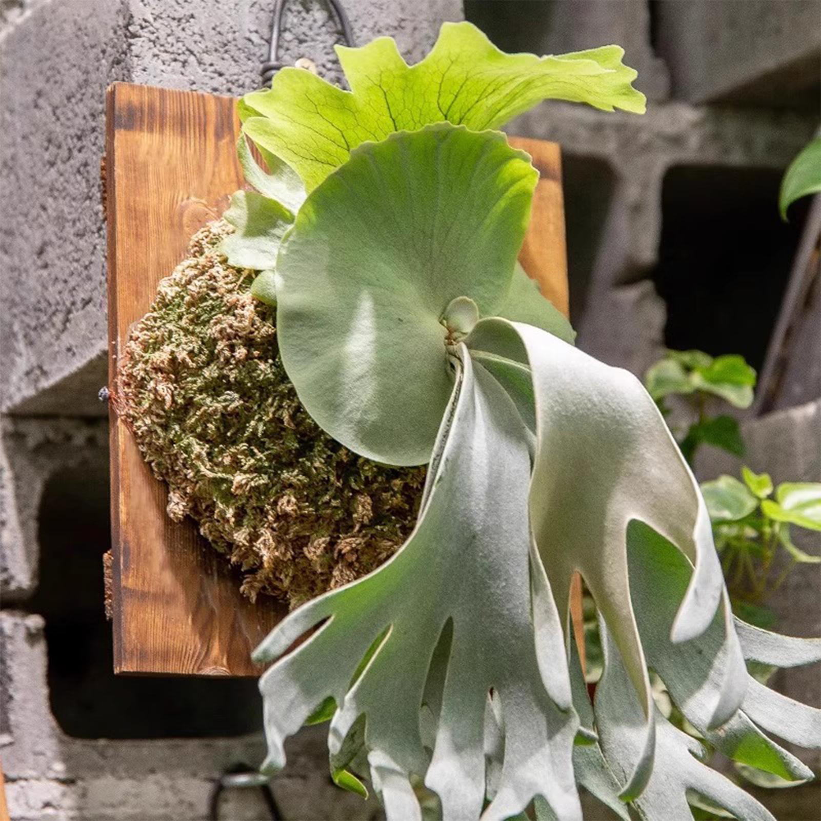 1Pcs Indoor Wood Staghorn Fern - Plant Parents 评论和价格