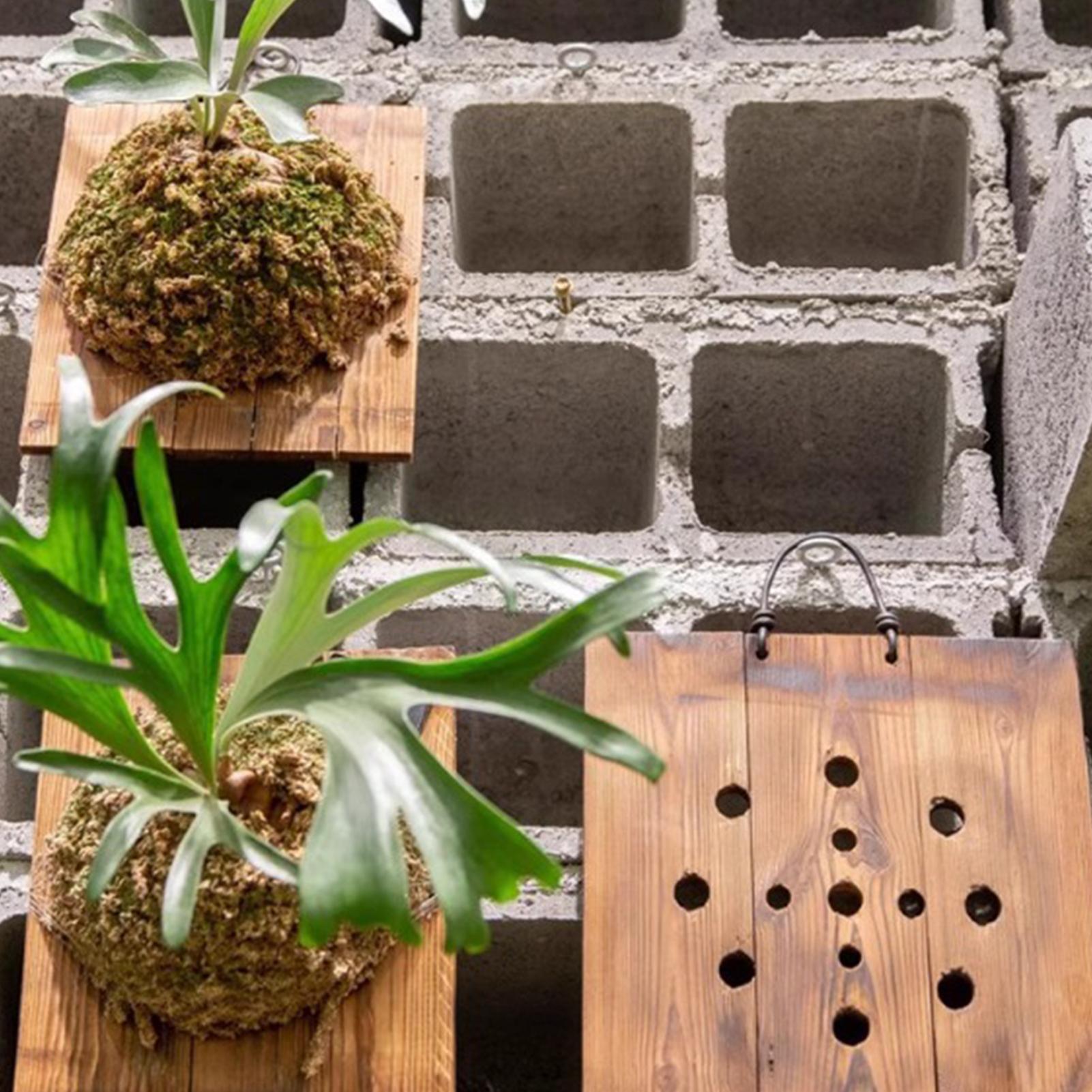 1Pcs Indoor Wood Staghorn Fern - Plant Parents 评论和价格